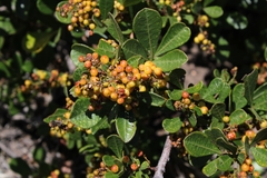 Searsia laevigata