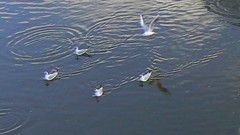 Chroicocephalus ridibundus