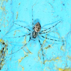 Drapetisca alteranda