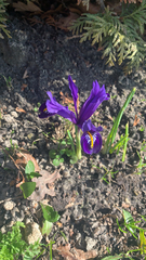 Iris reticulata