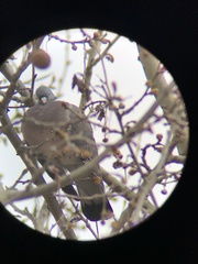 Columba palumbus