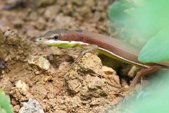 Takydromus smaragdinus