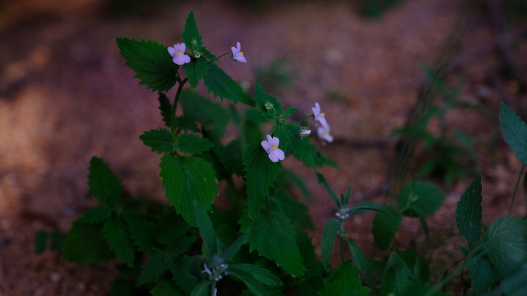 Nemesia lilacina