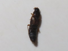 Oxypoda acuminata