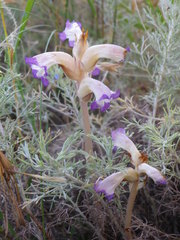 Orobanche cernua