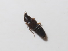 Oxypoda acuminata