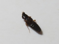 Oxypoda acuminata