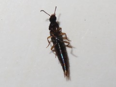 Quedius maurorufus