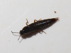 Quedius maurorufus