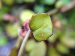 Epilobium nummulariifolium