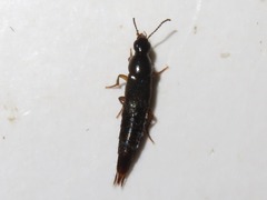 Quedius maurorufus
