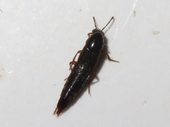 Quedius maurorufus