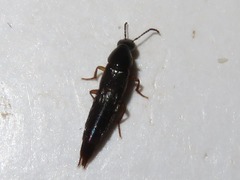 Quedius maurorufus