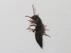 Rugilus rufipes