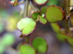 Epilobium nummulariifolium