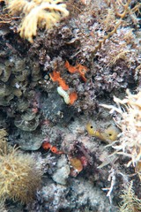 Sycozoa cerebriformis