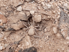 Sicarius thomisoides