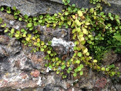 Epilobium nummulariifolium