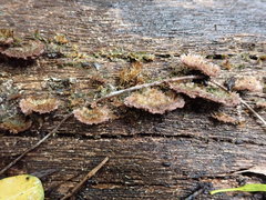 Trichaptum byssogenum