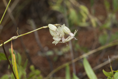 Silene graminifolia