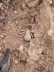 Sicarius thomisoides