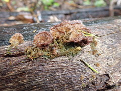 Trichaptum byssogenum