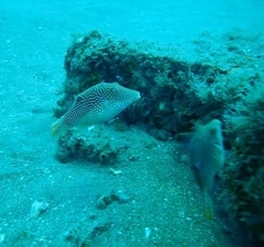 Canthigaster petersii