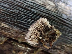 Trichaptum byssogenum