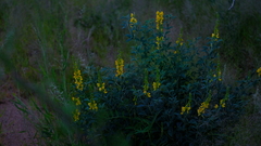 Crotalaria argyraea