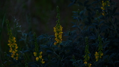 Crotalaria argyraea