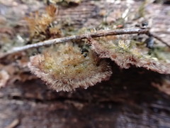 Trichaptum byssogenum