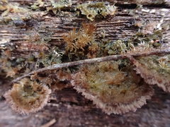 Trichaptum byssogenum