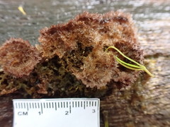 Trichaptum byssogenum