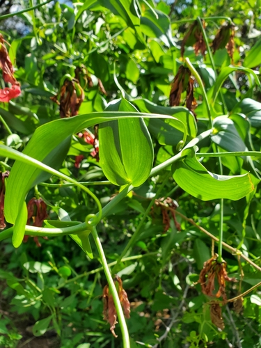 Gloriosa superba image