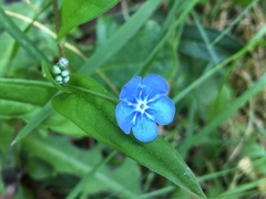 Omphalodes nitida