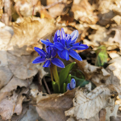 Scilla bifolia