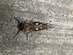 Andeabatis chilensis