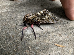 Andeabatis chilensis