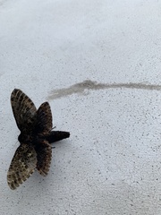 Andeabatis chilensis