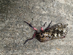 Andeabatis chilensis