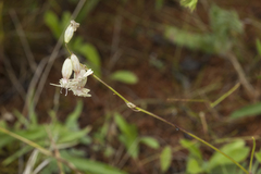Silene graminifolia