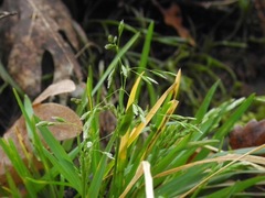 Poa autumnalis