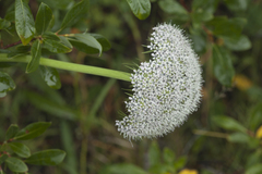 Seseli condensatum