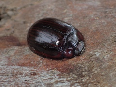 Paropsisterna morio