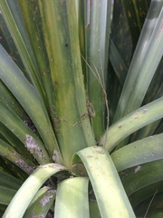 Epiphryne verriculata