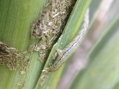 Epiphryne verriculata