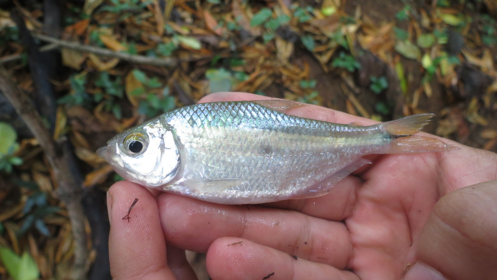 Largespot tetra (Astyanax orthodus) — Characidae