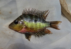 Cribroheros longimanus