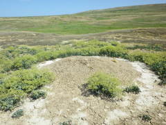 Lepidium cartilagineum