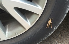 Calliptamus madeirae